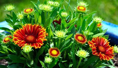 growing blanket flowers  pots gaillardia  home gardening tips