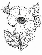 Coloring Poppy Pages Wildflower Drawing Printable Color Nature Getdrawings Remembrance Drawings Comments sketch template