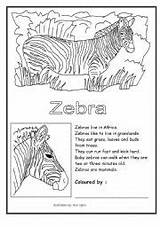 Zebra Coloring Worksheets Worksheet Color sketch template