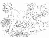 Cougar Coloring Printable Pages Coloringbay sketch template