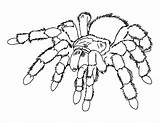 Spider Pages Spiders Printable Coloring Colouring Colour Kids sketch template