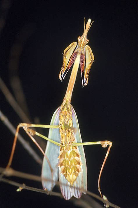 Praying Mantises Mantodea Collection Mantidae Smnk
