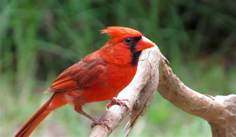 cardinal birds key facts information pictures