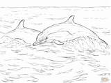 Coloring Dolphin Pages Common Beaked Short sketch template