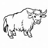 Yak Yaks Cliparts Webstockreview sketch template