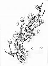 Blossom Cherry Blossoms sketch template