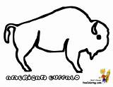 Buffalo Coloring Pages Outline Printable Bison Kids Template Drawing Print American Color Sketch Indian Line Colouring Popular Coloringhome sketch template