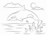 Orca Orque Wasser Killerwal Eau Springt Orka Wale Hors Saute Orcas Wal Niedlicher Kleurplaten Baleine Shamu Supercoloring Malvorlagen Malen Whales sketch template