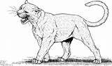 Puma Coloring Lion Mountain Panther Pages Cougar Animals Colouring Clipart Drawing Animal Jungle Cat Printable Colorear Para Dibujos Pumas Outline sketch template