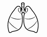 Lungs Coloring Human Lung Pages Heart Clipart Respiratory System Breathing Drawing Transparent Background Bulletin Coloringcrew Boards Visit Template Hiclipart sketch template