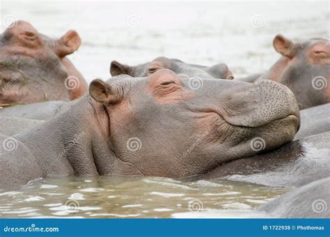 happy hippo royalty  stock  image