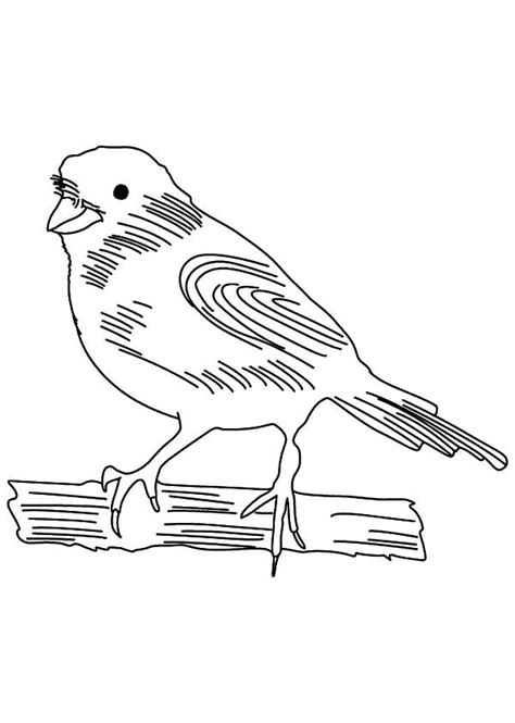 canary bird sketch coloring pages  place  color   bird