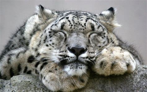 Unlike Many Other Big Cats Snow Leopards Are Not