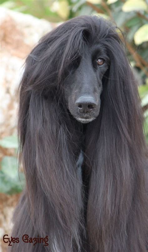 top  hilarious bad dog haircuts    wrong glamorous dogs