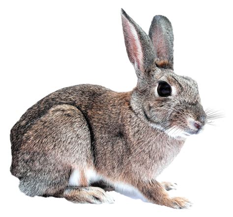 bunny rabbit png image purepng  transparent cc png image library