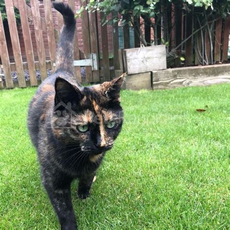 lost cat tortoishell cat called marmalade marmie aylesbury area