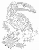 Coloring Dschungel Tukan Toucan Zentangle Ausmalen sketch template