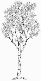 Tree Aspen Birch Drawing Sketch Trees Tattoos Tattoo Drawings Silhouette Birke Roots Illustration Baum Draw Skizze Sketches Google Paintingvalley Designs sketch template