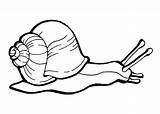 Snail Snails Képtalálat Következre Creeping sketch template