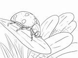 Coccinella Ladybug Ausdrucken Blatt Printmania sketch template