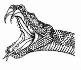 Cobra Serpiente Anaconda Serpientes Schlange Anacondas Zeichnungen Einfache Skizzen Bunte Getdrawings Anakonda Mongoose Coloringhome Lenda Imagen Cobras Rincondibujos Printmania Rattlesnake sketch template