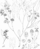 Eucalyptus Drawing Tree Getdrawings sketch template