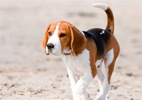 beagles petful