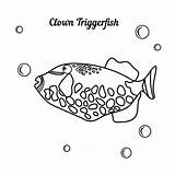Balistoides Conspicillum Whith Triggerfish Clown Pagliaccio Marino Tropicale Carattere sketch template