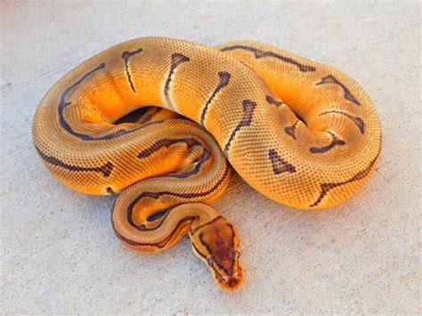 The Orange Dream Morph In Ball Pythons Ultimate Exotics