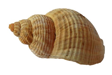 photo  seashellclamoceansea shells  needpixcom