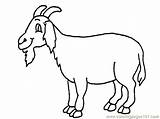 Goat Coloring Pages Printable Goats Color Sheet Clipart Animals Cartoon Colouring Print Clipartbest Mammals Clipground Bleating sketch template