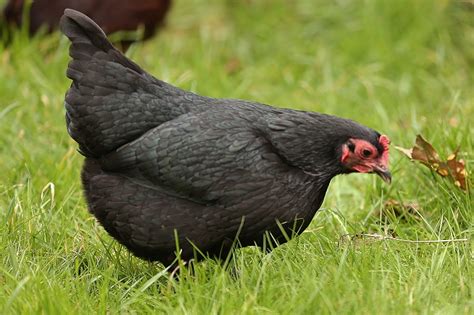 The 8 Best Egg Laying Breeds Of Backyard Chickens Off The Grid News