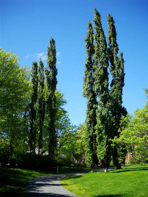 The Beauty Of Trees Blissful Solitary Wanderings