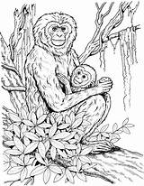 Coloring Monkey Pages Chimpanzee Baby Mother Gibbon Adults Realistic Detailed Printable Monkeys Color Coloringbay Print Primate Primates Handed Lar Child sketch template