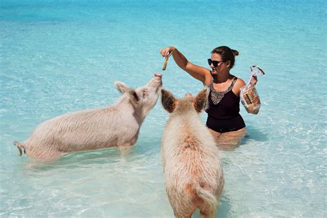 schwimmen mit den schweinen auf den bahamas     die