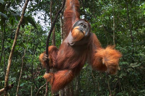 ternyata orangutan sumatera kalimantan dulunya bertubuh raksasa