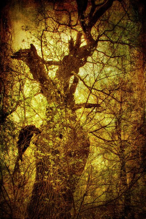 mythical forest digital art  peter fodor fine art america