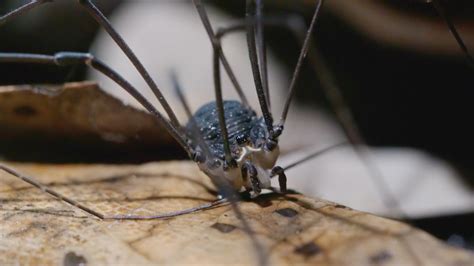 daddy longlegs risk lifeand  limbto survive kqed