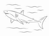 Squalo Haai Malvorlage Kleurplaten Haie Haifisch Ausdrucken Weißer Supercoloring Ausmalbild Printen Stampare Sharks Malvorlagen sketch template