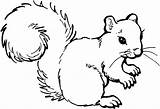 Squirrel Coloring Outline Clipart sketch template
