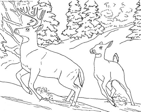 realistic coloring pages  animals timeless miraclecom