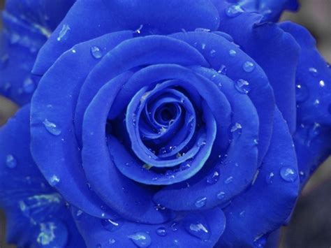 vila zen onde esta sua rosa azul