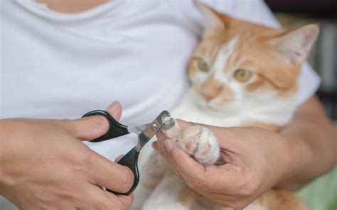 nail clipping training  cats   fear  approach main street magazine