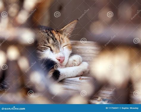 cat nap stock image image  rest greek kitten tabby