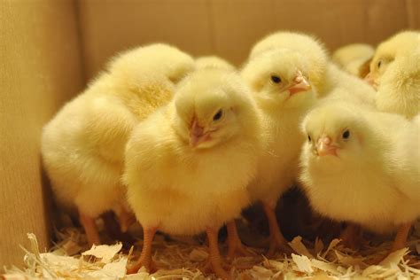 baby chicks   farm kids