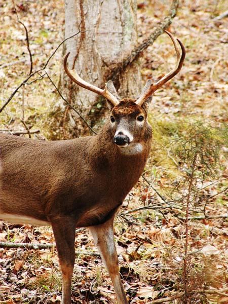 deer hunting tips    bucks
