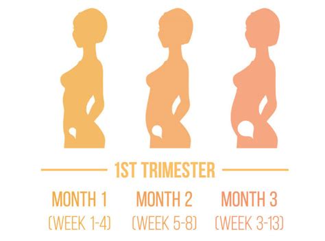 💖 First Trimester Of Pregnancy What To Expect Do’s And Don’ts