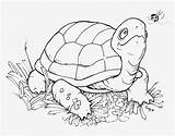 Turtle Coloring Turtles Pages Printable Kids Stamp Digital Cartoon Color Colouring Stamps Tortoise Book Digi Freebie Saturday Ninja Happy Animal sketch template