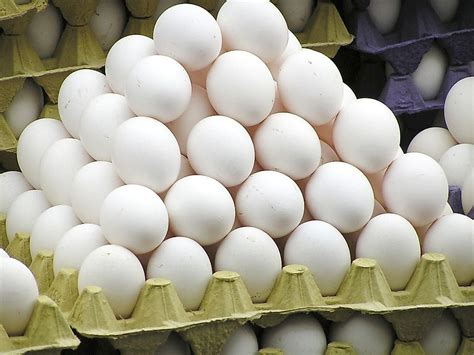 top  exporters  eggs  shell worldatlascom