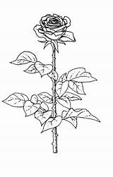Rose Coloring Pages Color Getdrawings Getcolorings sketch template